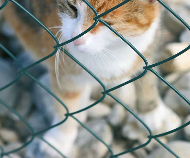 Eine Katze schaut durch einen Maschendrahtzaun.